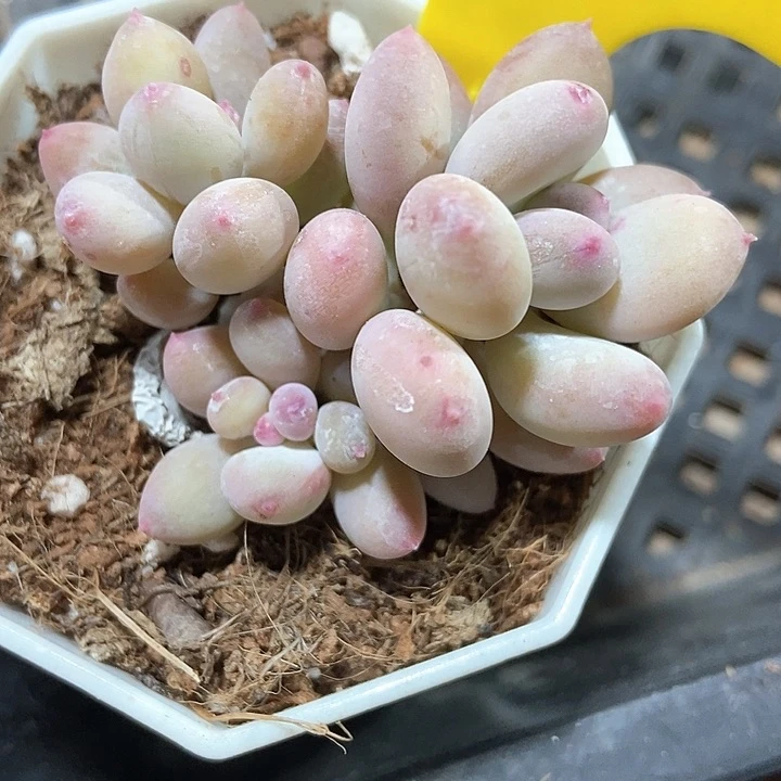 多肉植物彩虹奶881