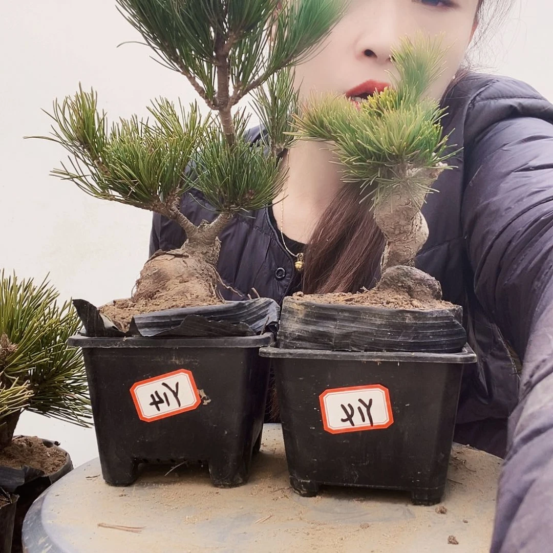 植物形态多年生草本