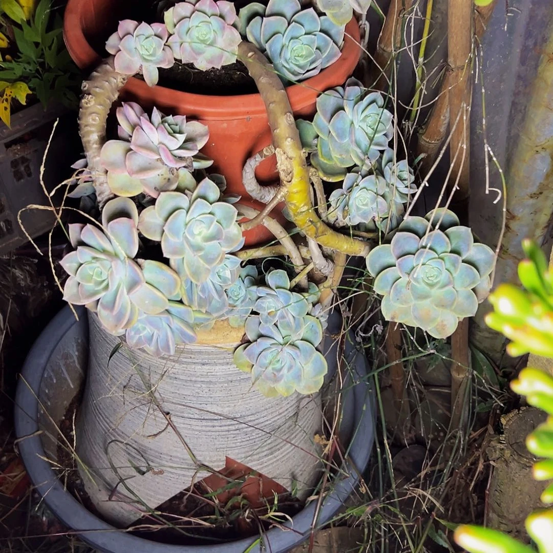 ****o哈利沃森一物一拍带盆（物流自理