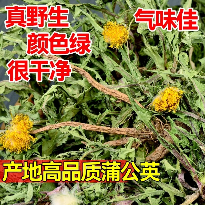 【腊月和妞妞】农家现挖采摘野生整株自然晒干泡茶煮水喝蒲公英