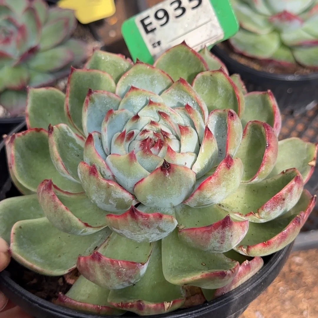 惊鸿一物一拍包装收缩花旱935