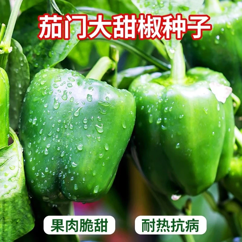 【满五包包邮】茄门甜椒春季播种甜辣椒种子菜椒种籽大肉厚四季