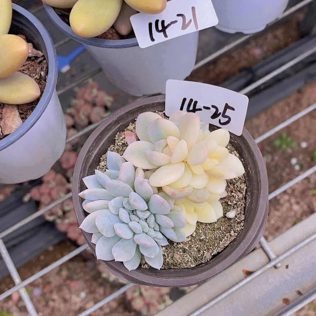 五****a14-25 梦露锦一物一拍