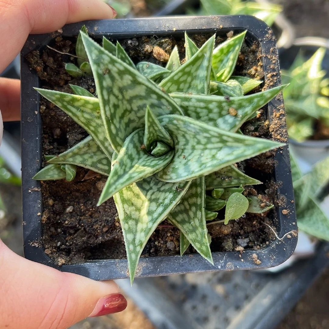 多肉植物芦荟群生仍