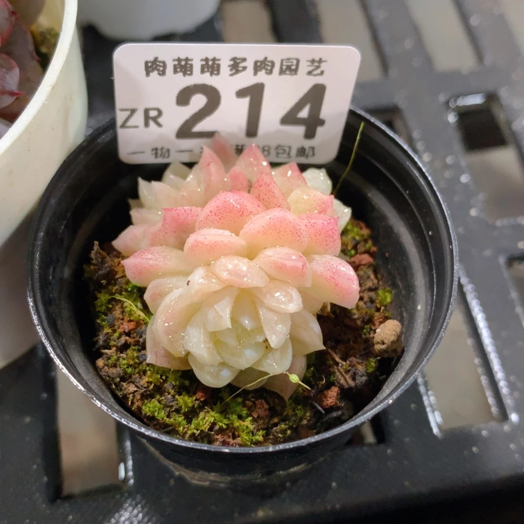 肉萌萌拇指盆精控多肉ZR214