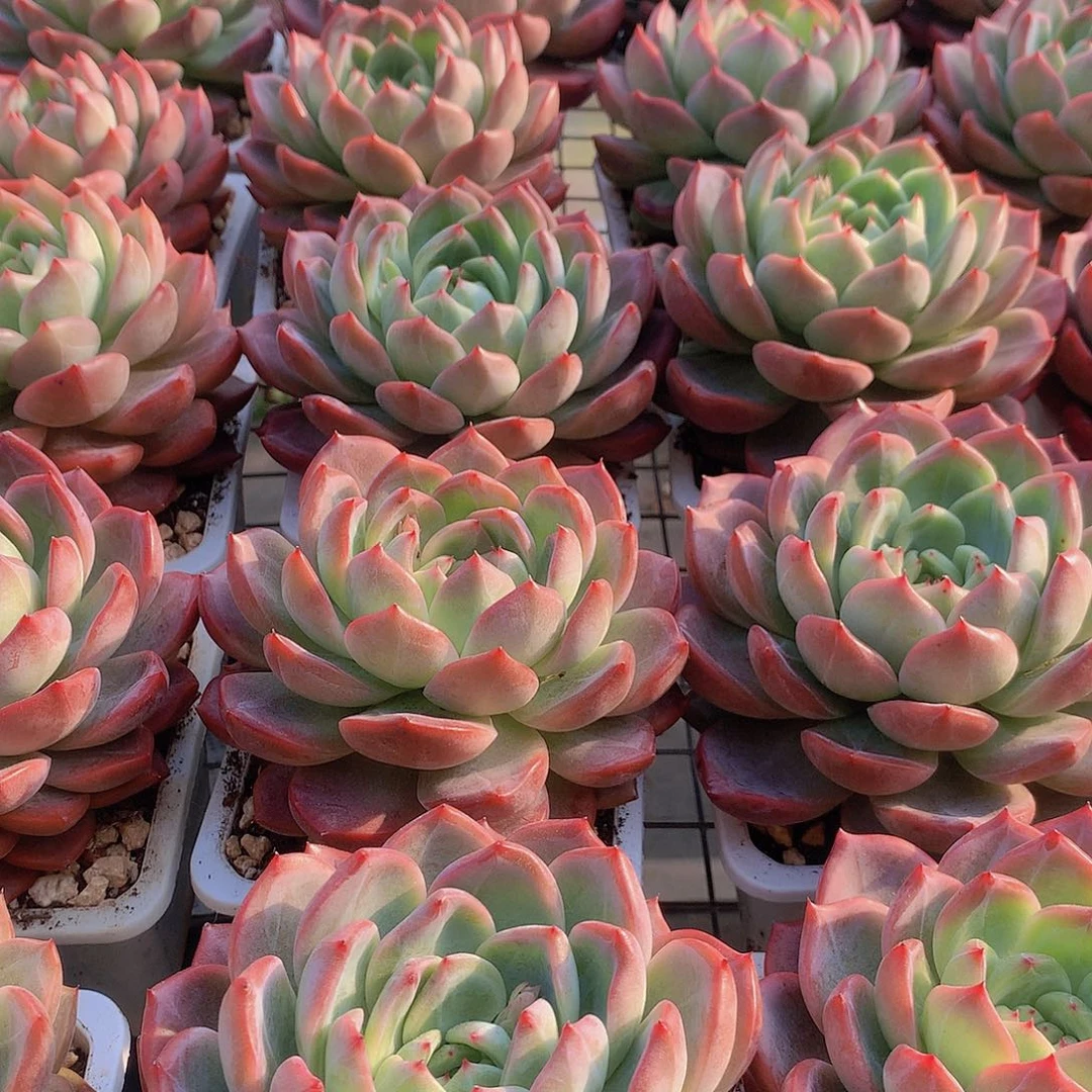 大号红鸾345778990000