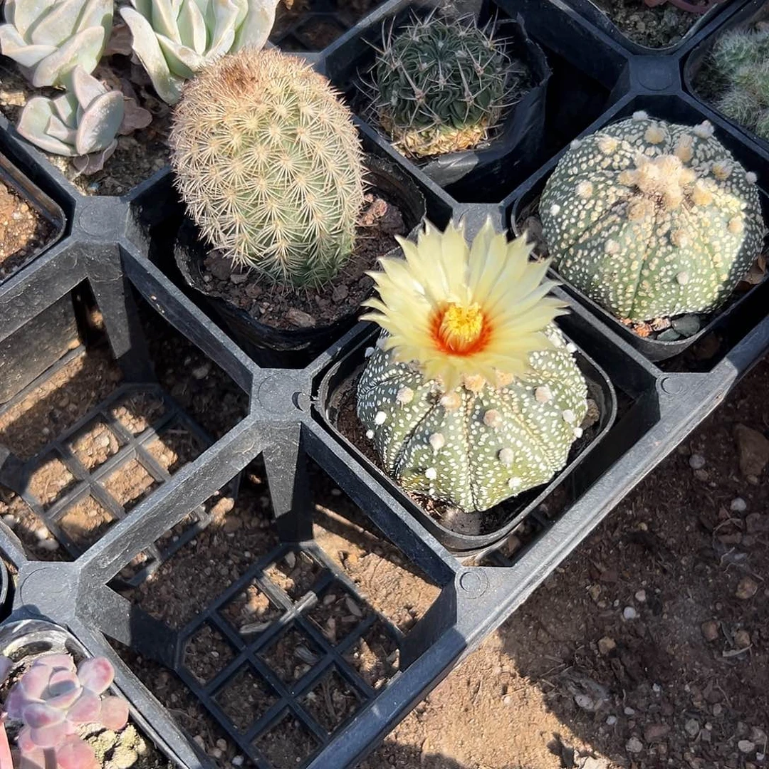 多肉植物星兜开花