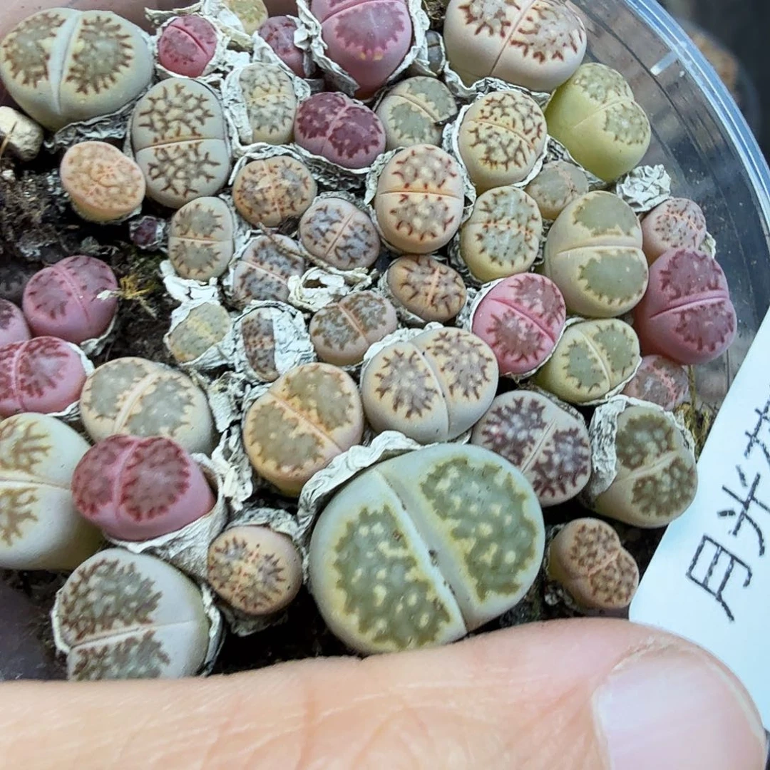 好看我真的不配628哈哈