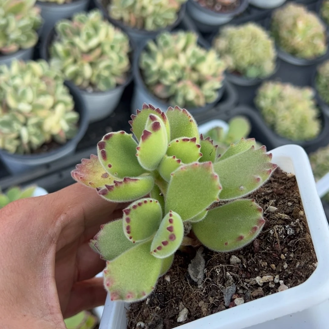 绿熊一颗量拍多肉满9.9包邮下午发