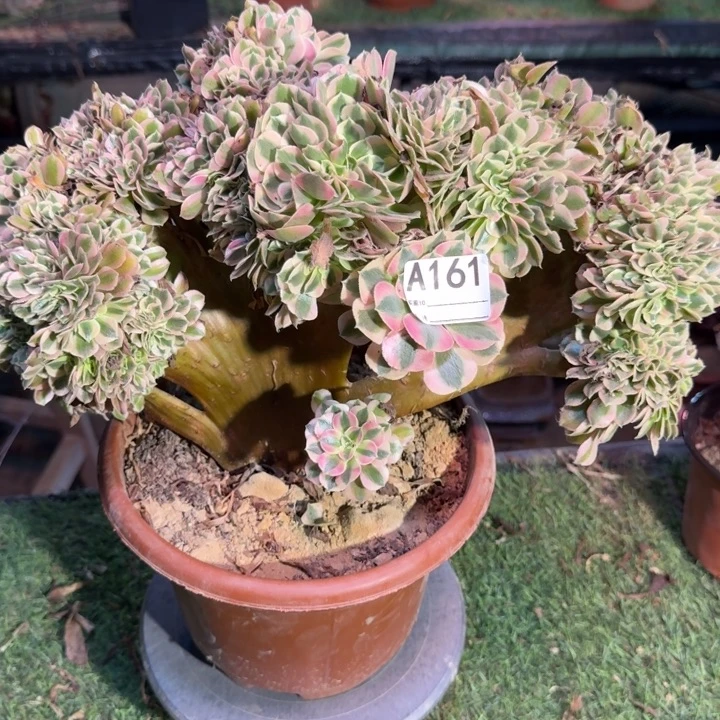 青苹果法师缀化161