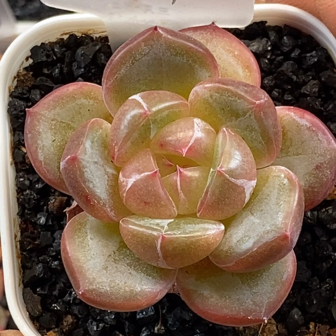 天官赐福百无禁忌