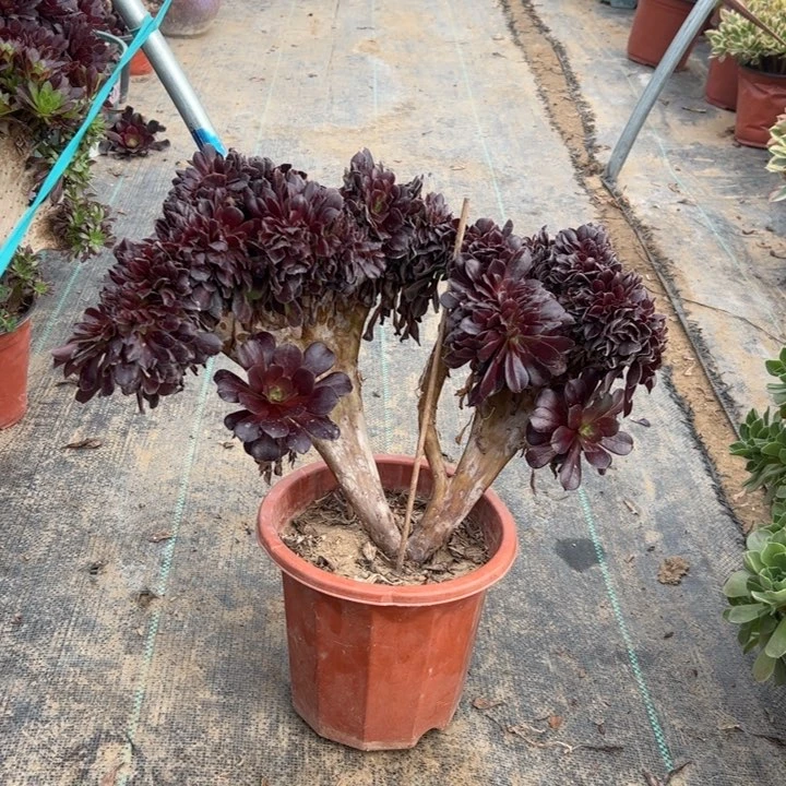 45欧紫缀多肉多肉