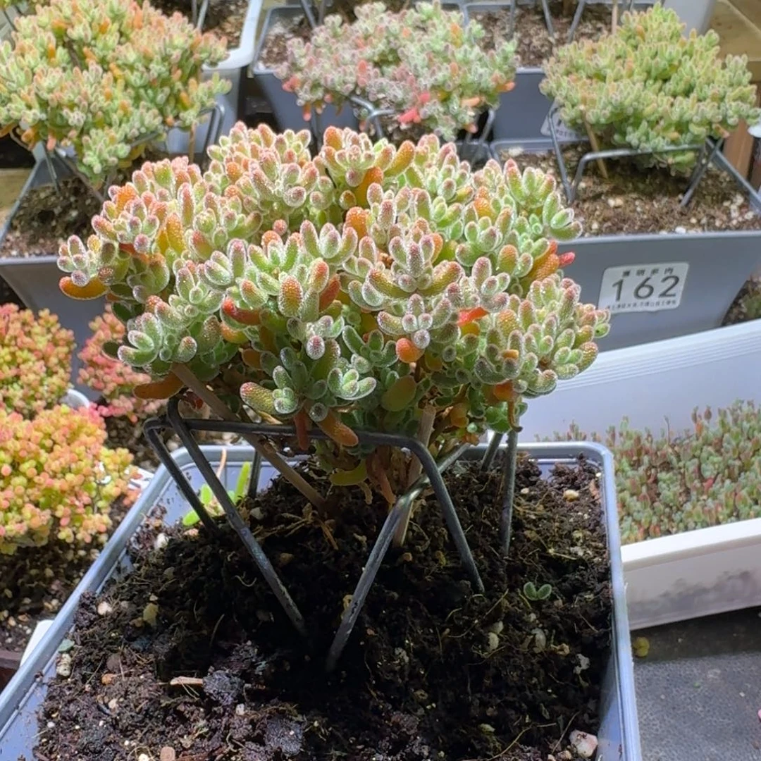 枝干番杏橘子冰晶279