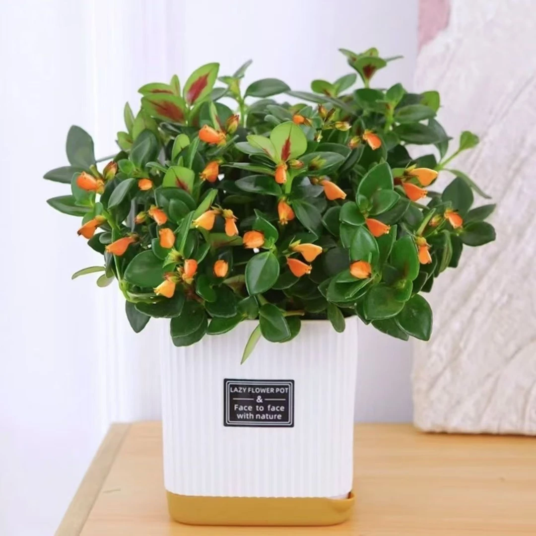 金鱼花吊兰盆栽室内绿植耐寒耐热四季开花吸甲醛好养花卉