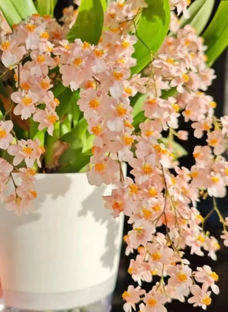 梦香兰（香槟色130盆20花剑以上）零下4度拍保温 不拍冻不售后