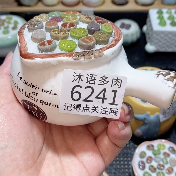 带盆土发货 精美盆栽6241