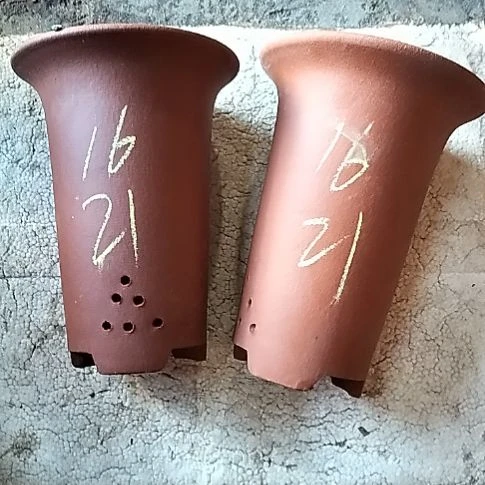 小红兰花两个微瑕