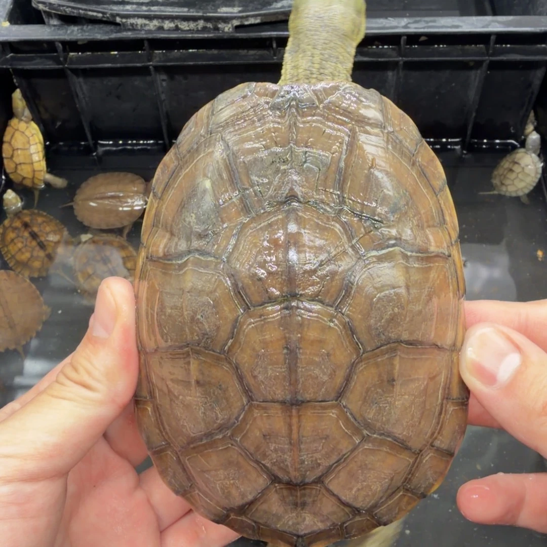 宠物龟不分公母小青