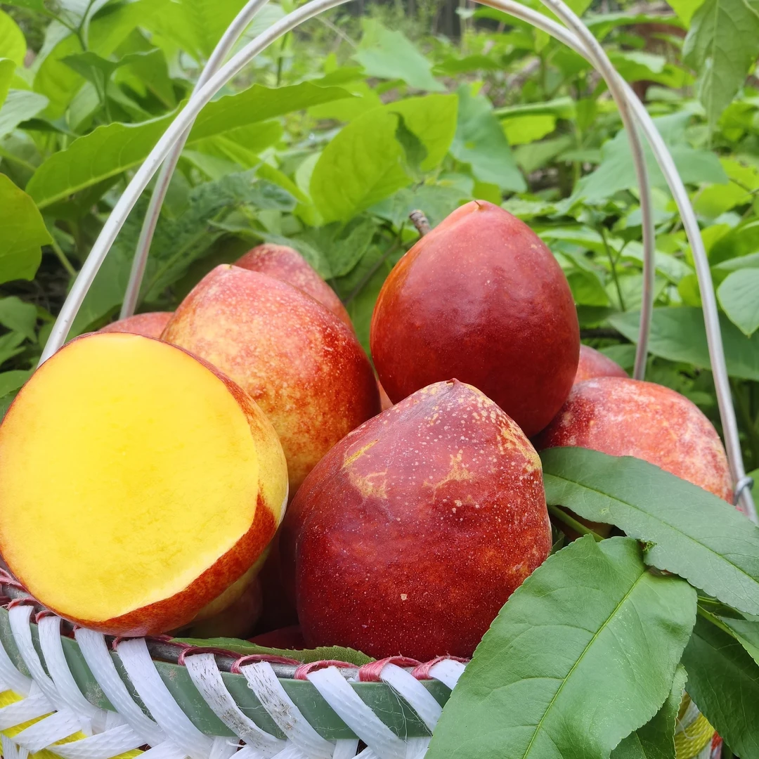 【脆甜黄肉油桃】孕妇水果有机肥种植桃果3斤起
