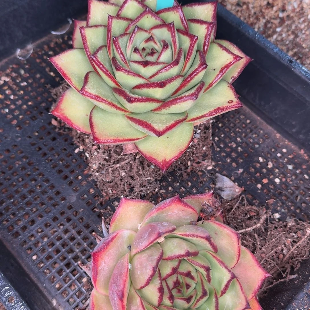 从前慢花园多肉编号0101-85