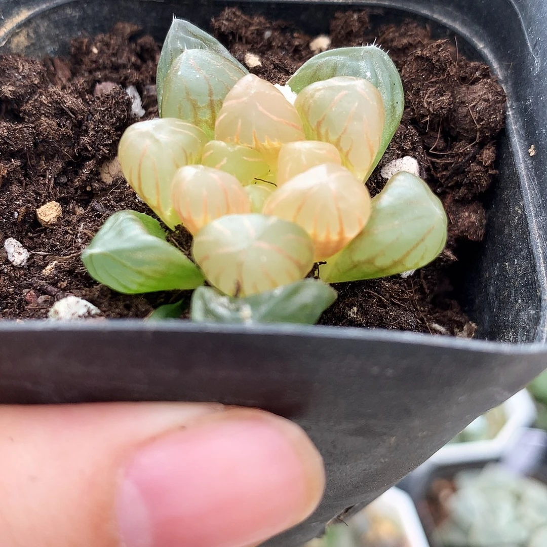 初桔，冰灯变异，一物一拍