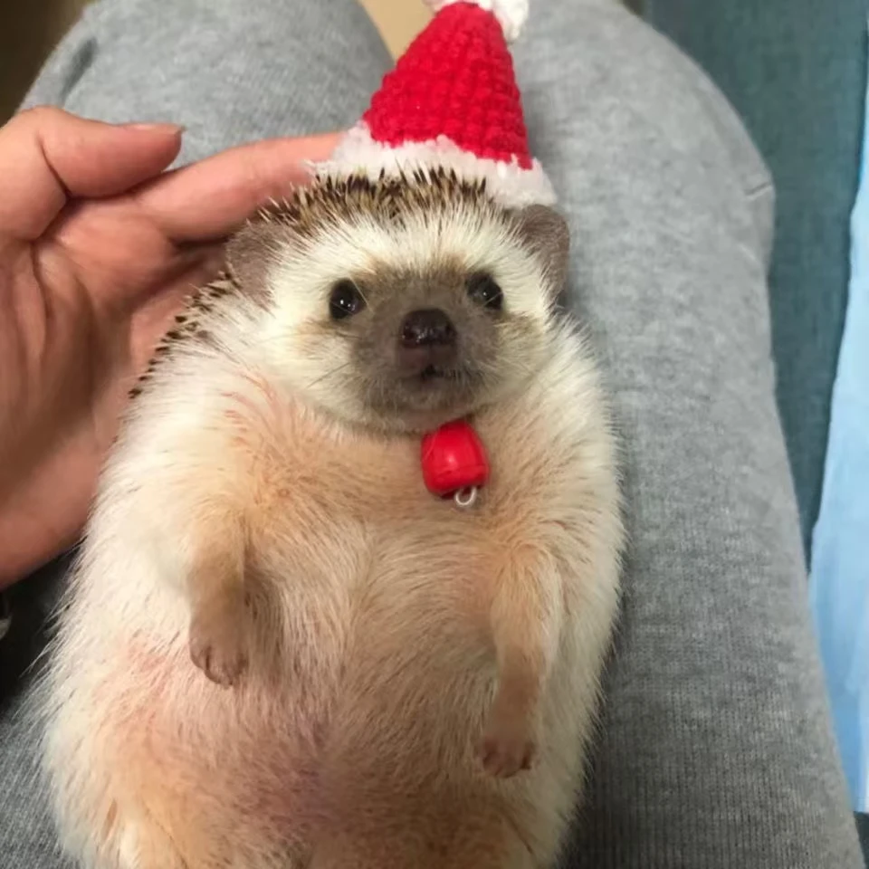 非洲迷你刺猬小朋友掌心宠物长不大可爱迷你网红小刺猬白色原色