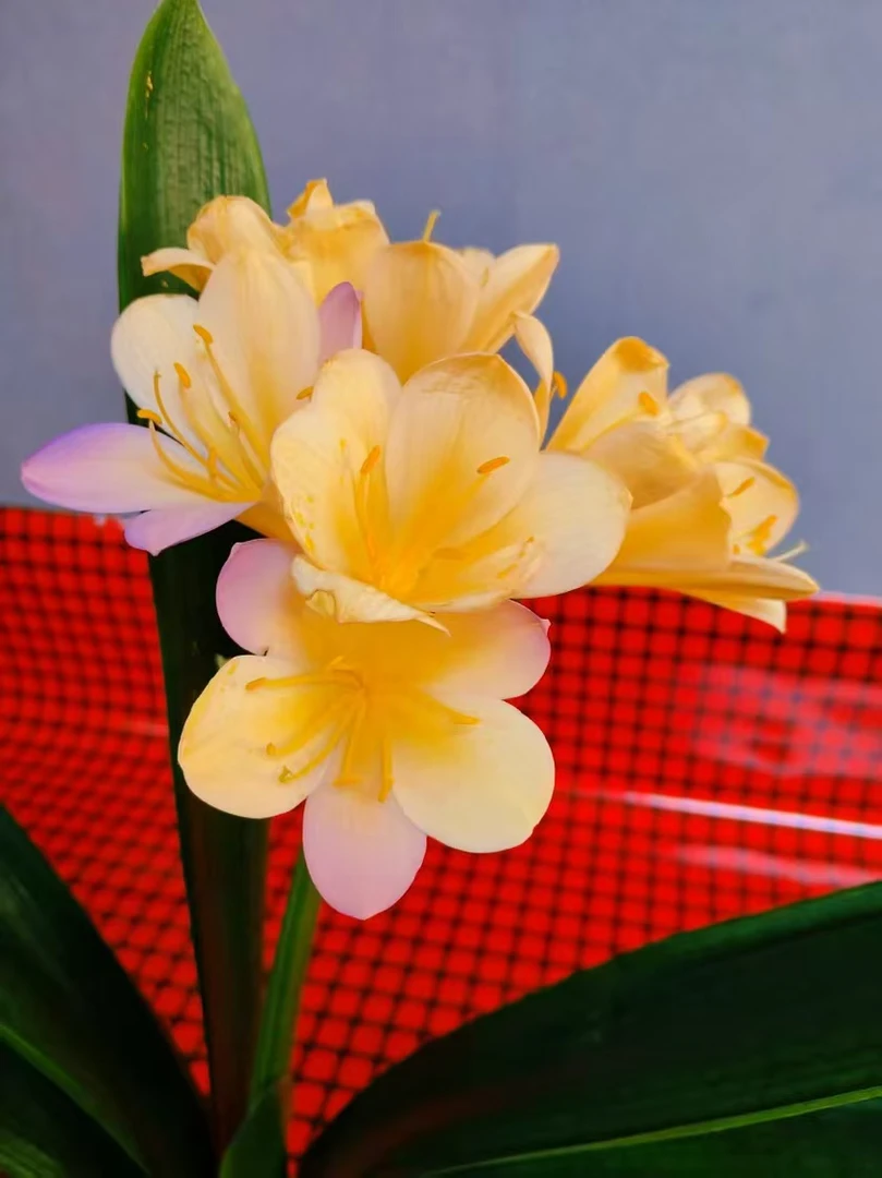 {改良新品}紫色 黄色双色君子兰苗