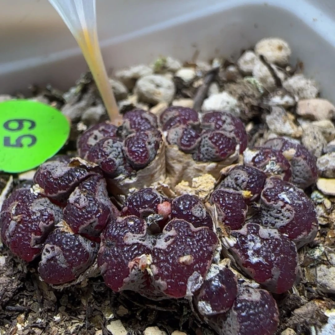 超碟漂亮多肉植物59