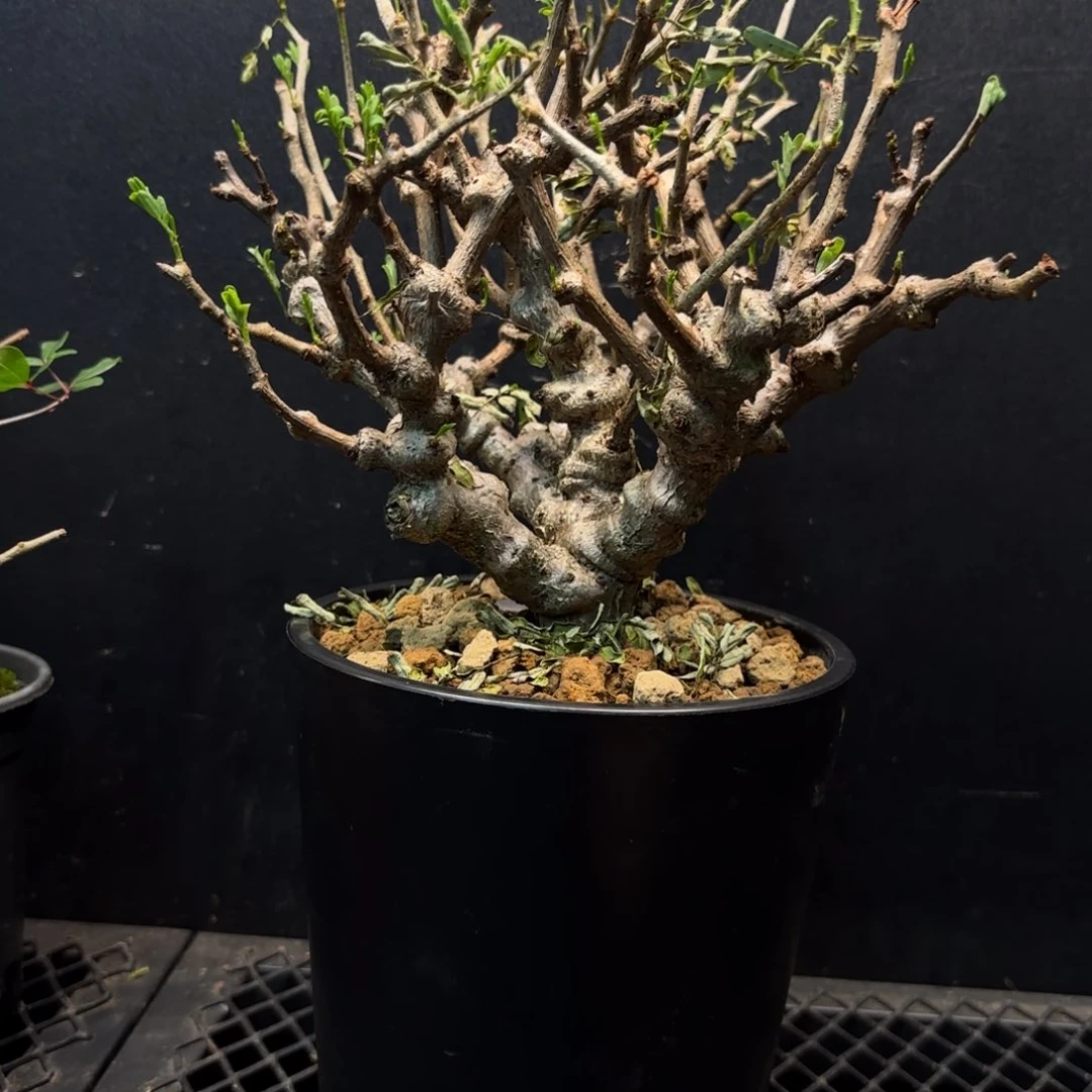 沙漠苏木带盆土77