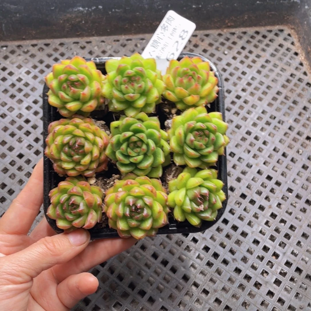 云糖心多肉植物628