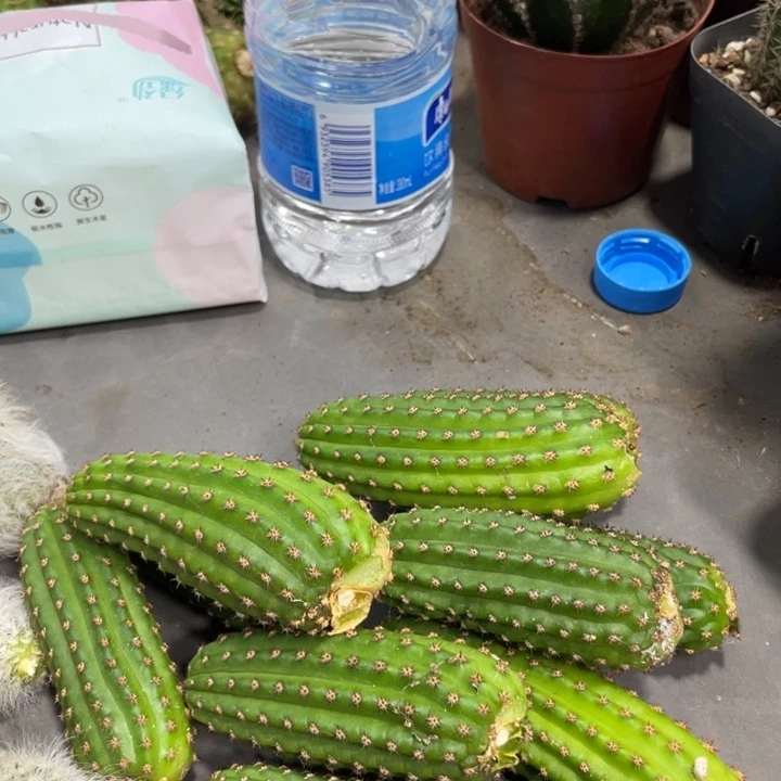 进口金妞金4侧芽一个