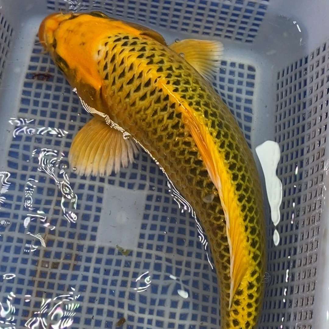 锦鲤冷水锦鲤包邮