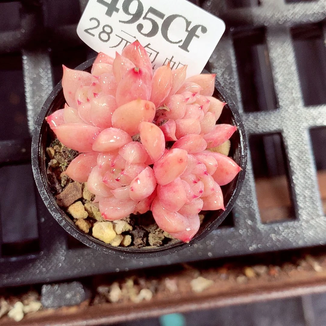 5厘米盆精控多肉495