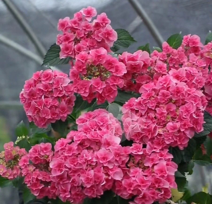 《雷王》精品露天绣球花不带花室外阳花园庭院别墅盆栽地栽花卉绿植