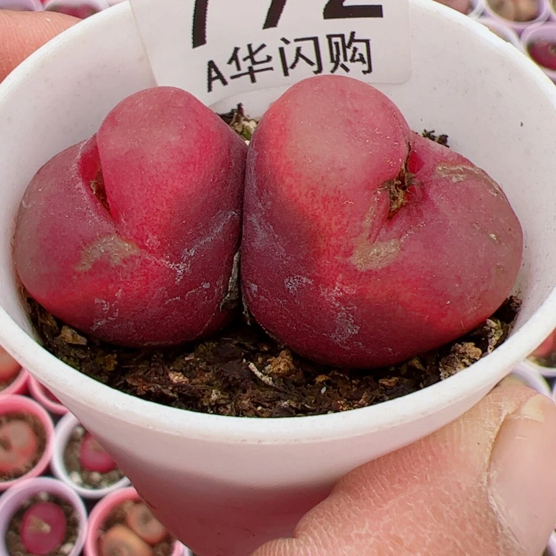 钮****花我很喜欢这个A792