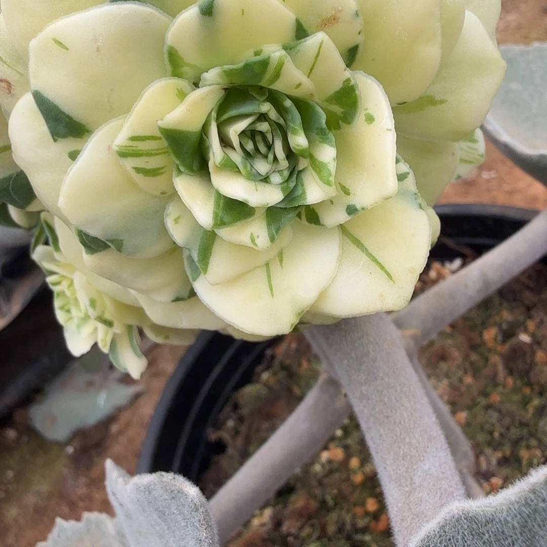 ****葱夏目玫瑰锦花脸，多肉植物