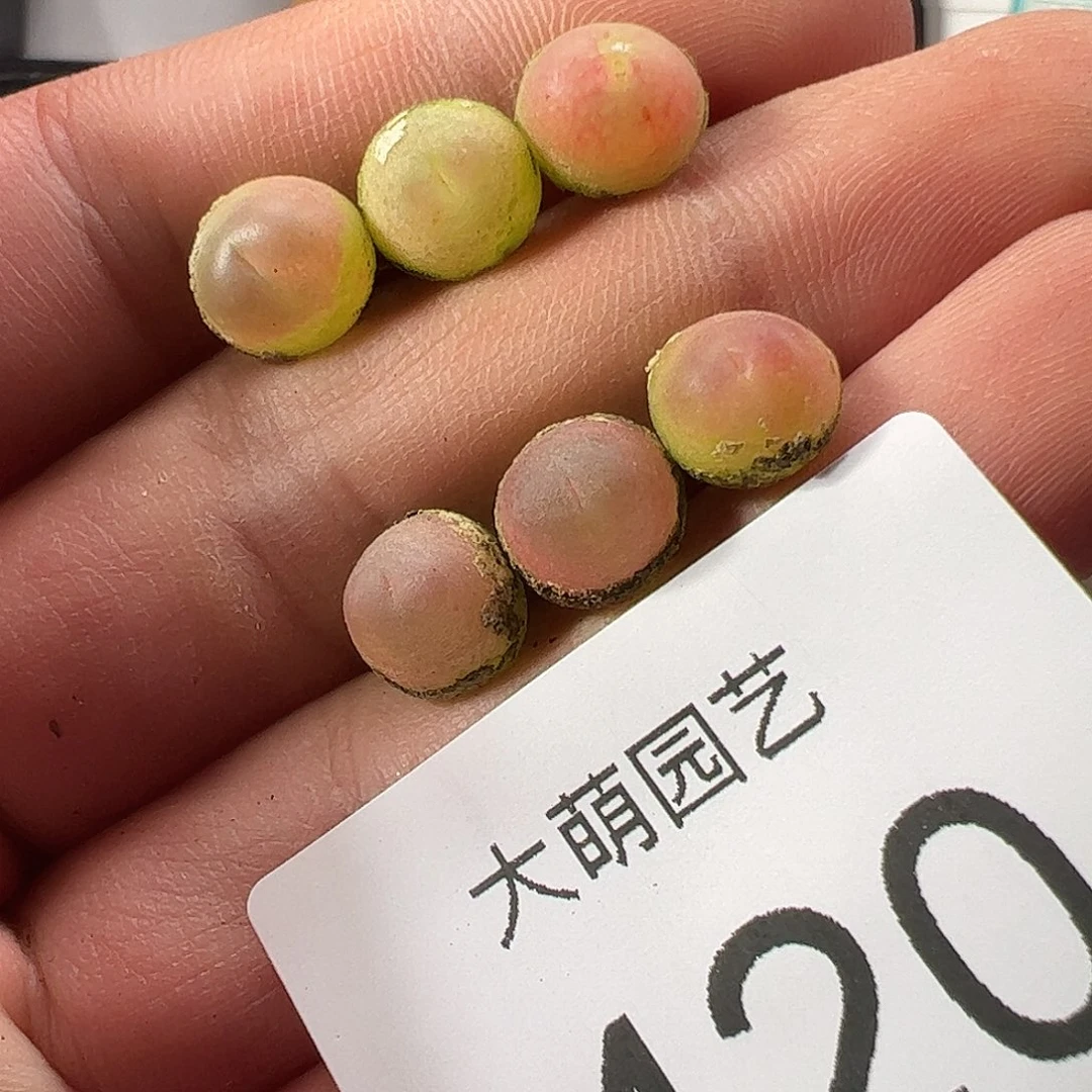 0000120 一物一拍……