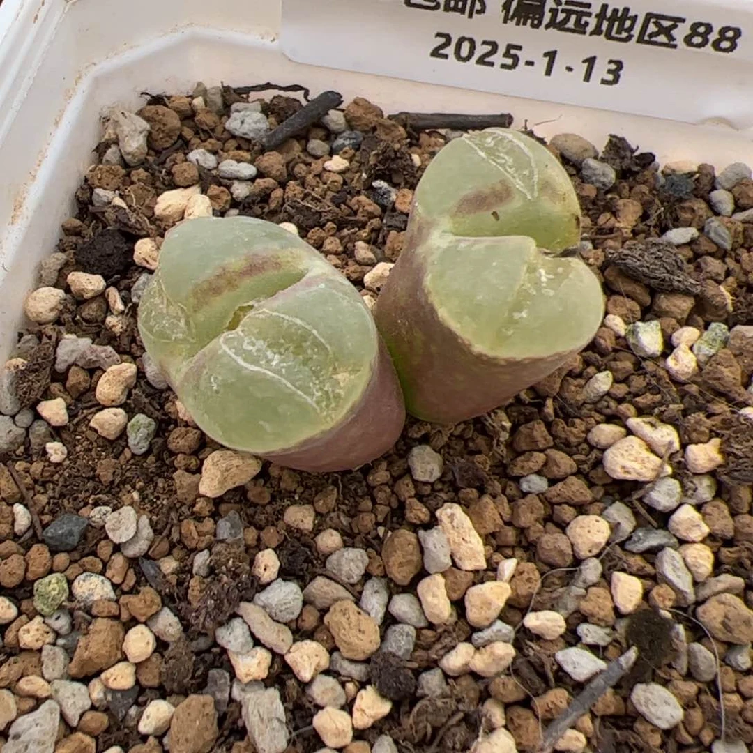 醒****了04号粉女多肉植物