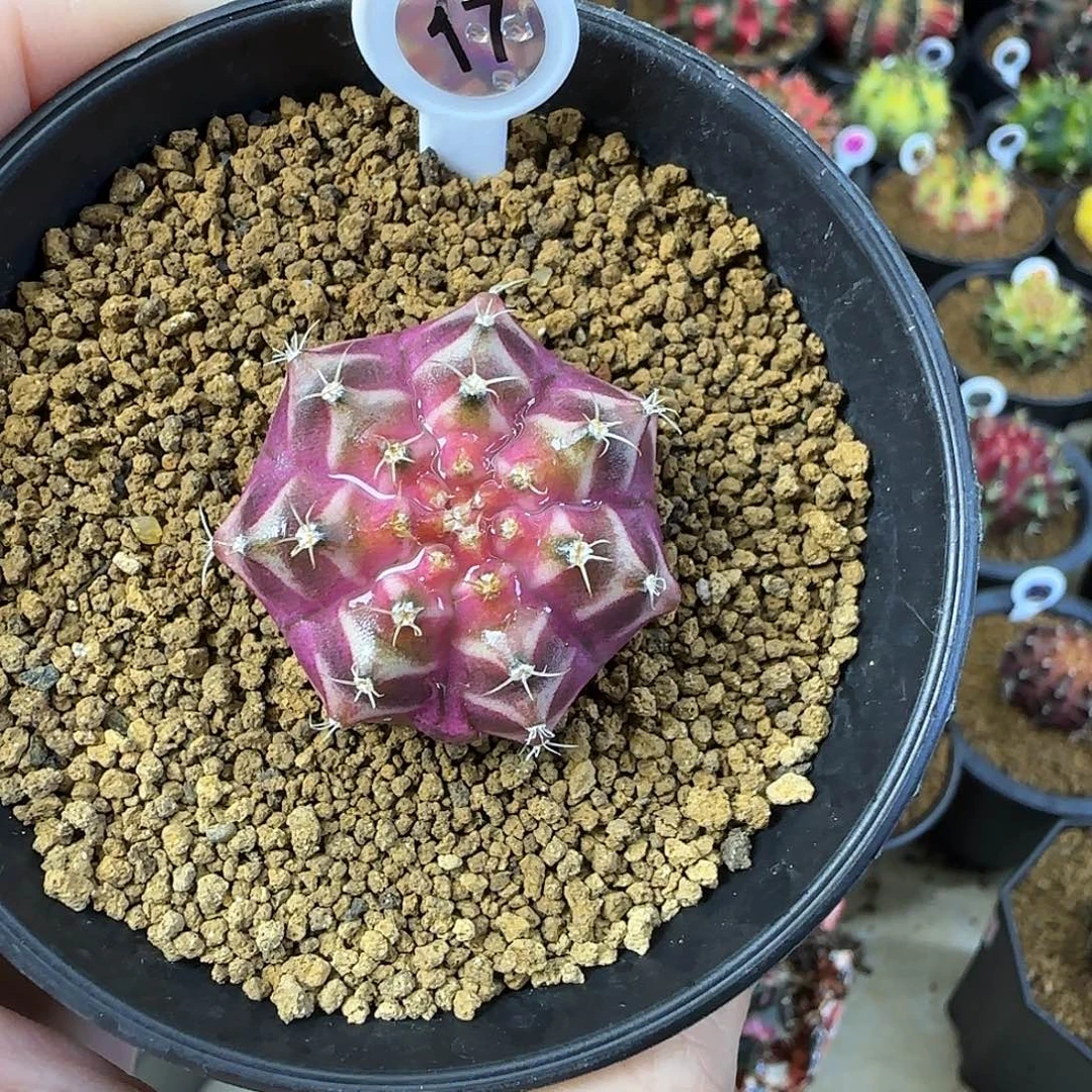 泰系轮回，福利价直接拍