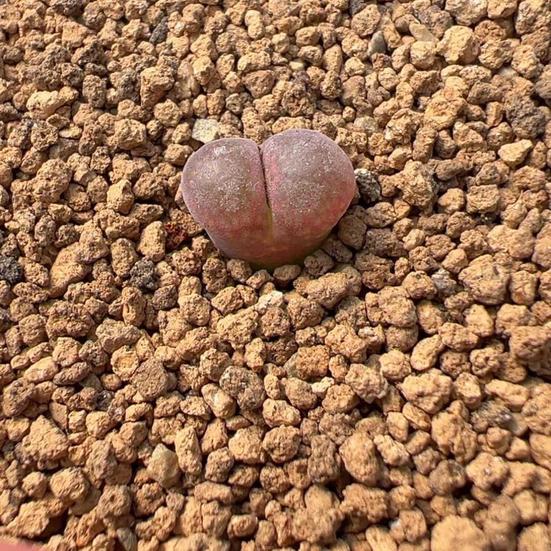 量拍日大红风铃一颗。多肉