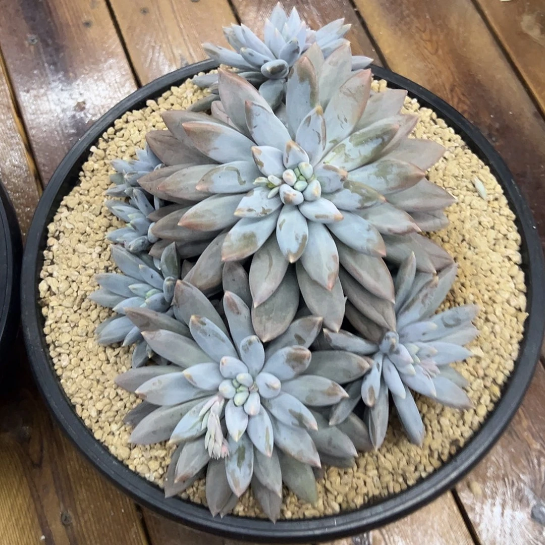 曦***️一物一拍彩题哥特10快