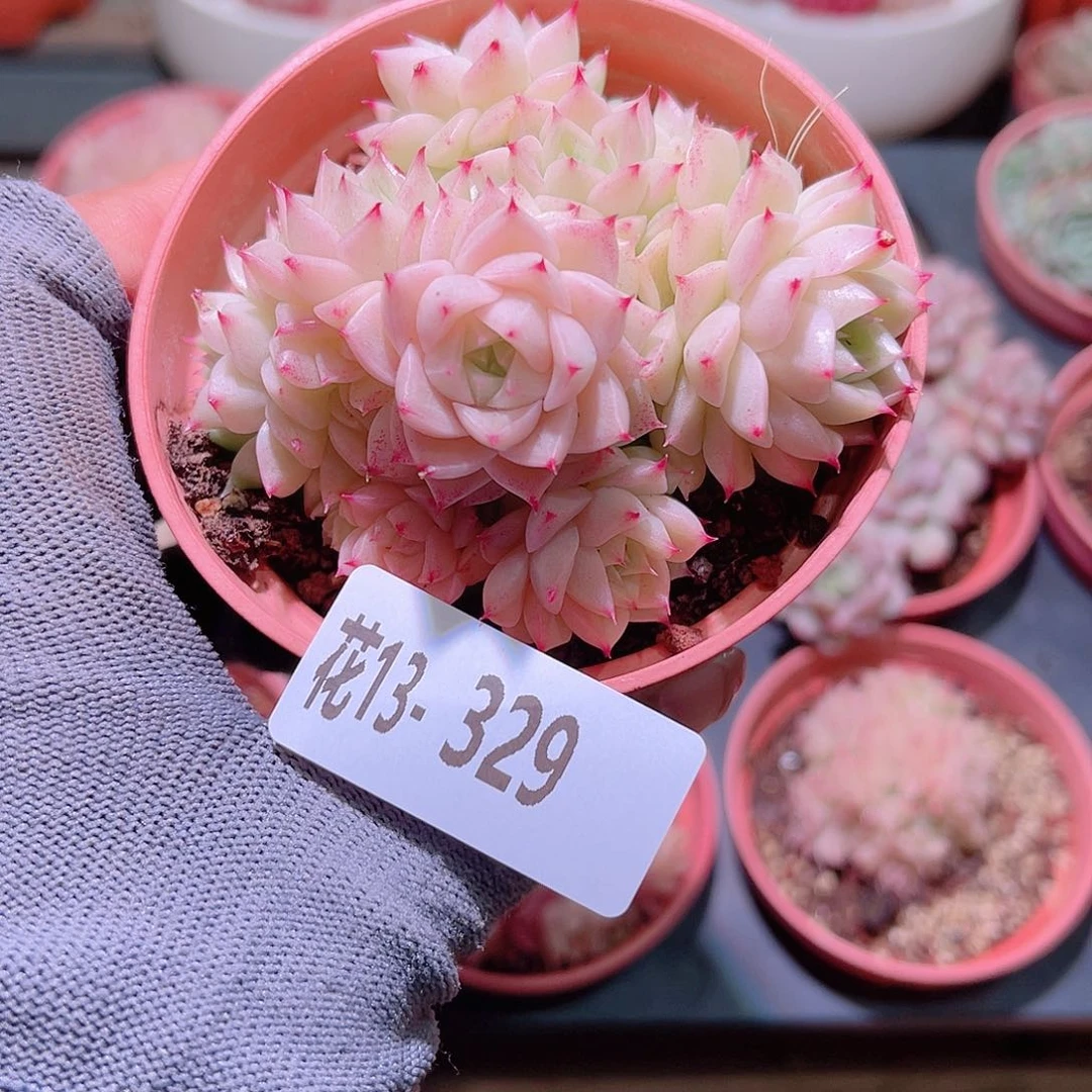 花13-329麦秆群生