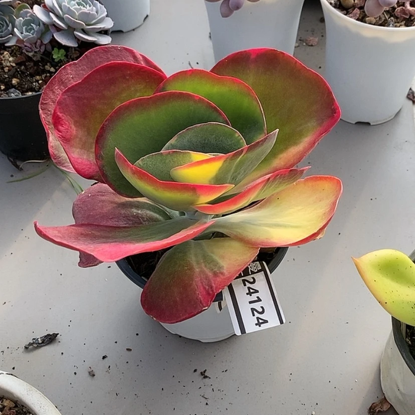 【闪购商品】唐印锦24124