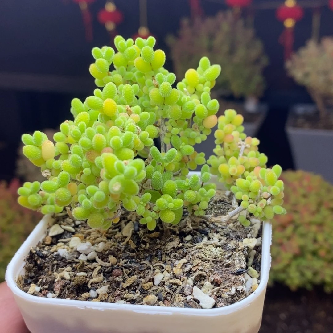 76号蜜橘糖球枝干多肉