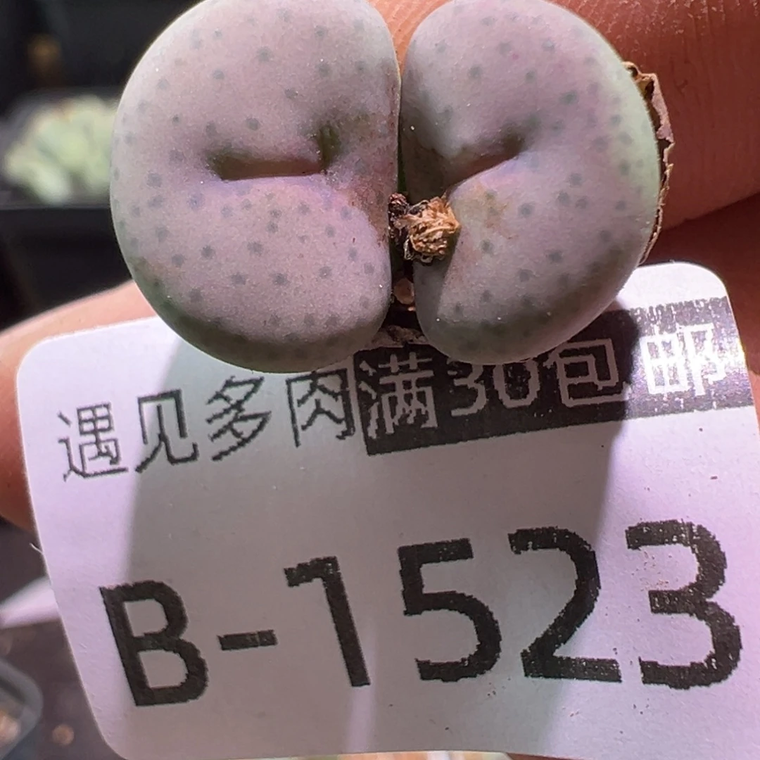 多肉植物111111111111