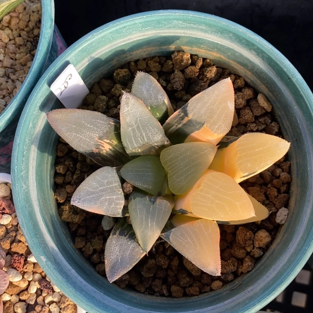 一颗实生大克锦。   特价