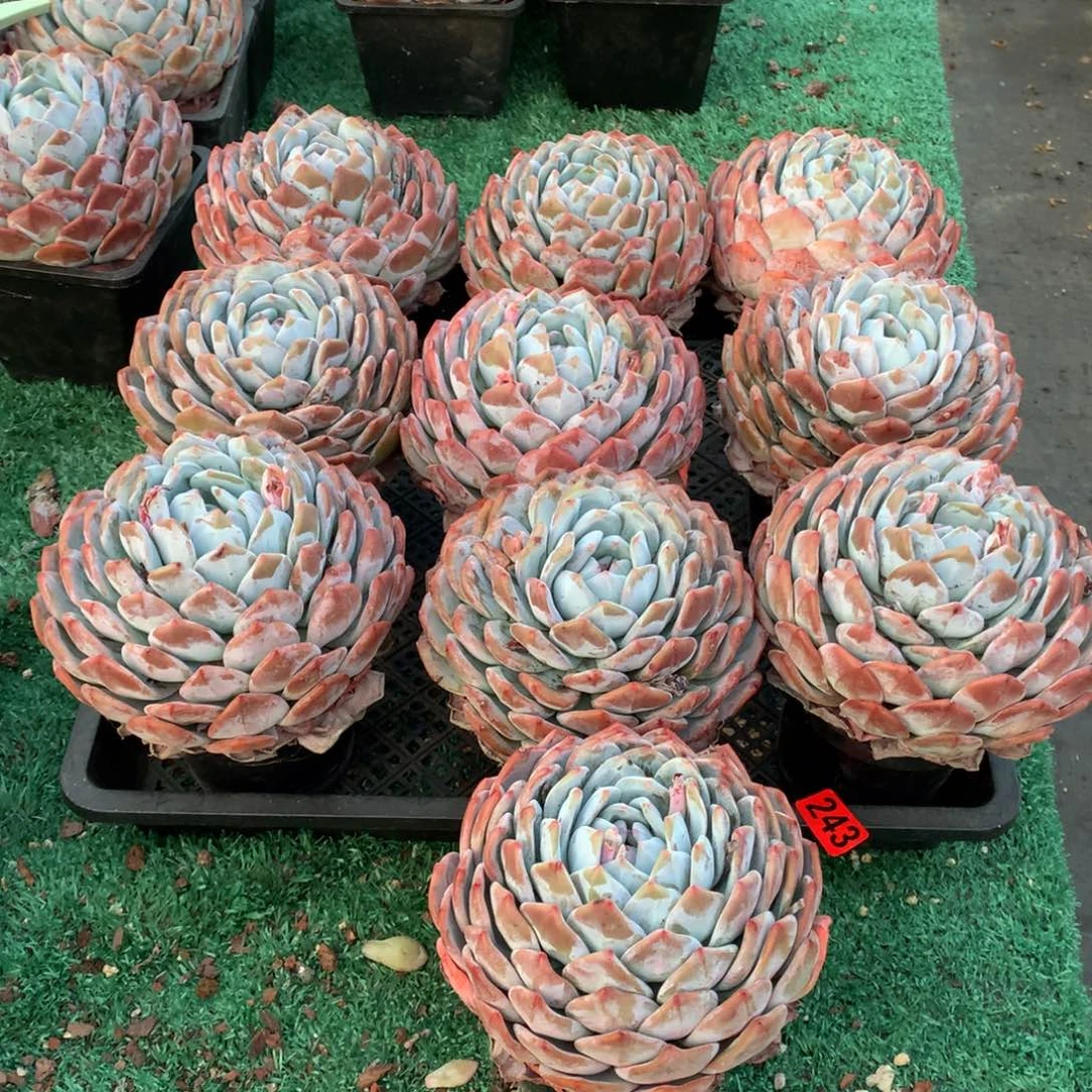 243橙子多肉植物组合