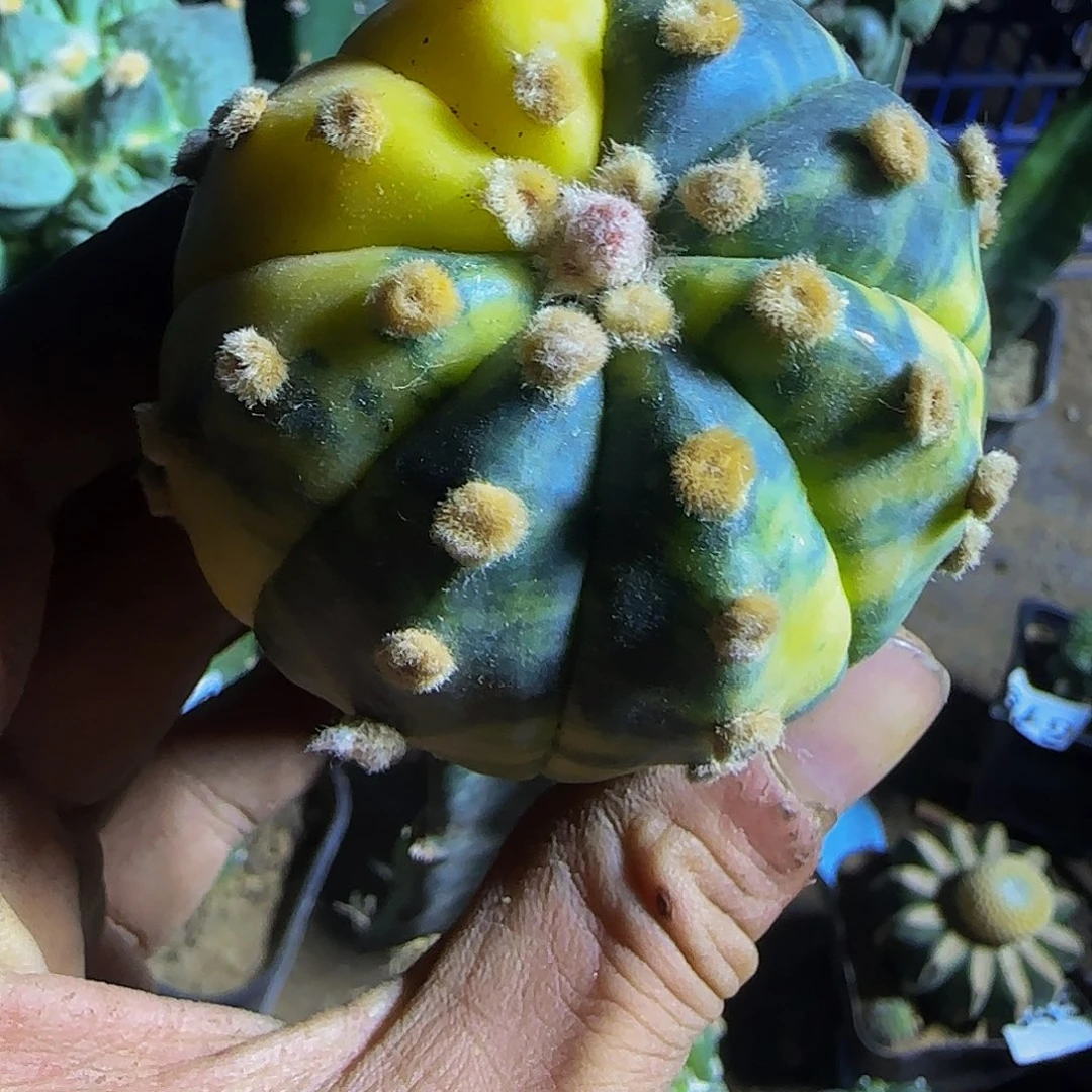 兜锦068仙人球开花