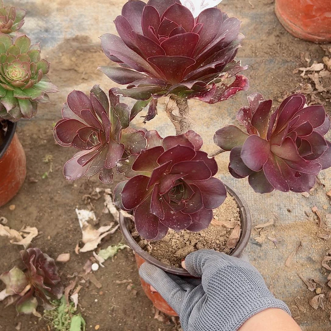 紫砂茶宠魅金玫瑰929