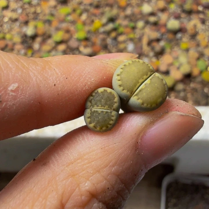 我***道多肉葡萄的味道真的113